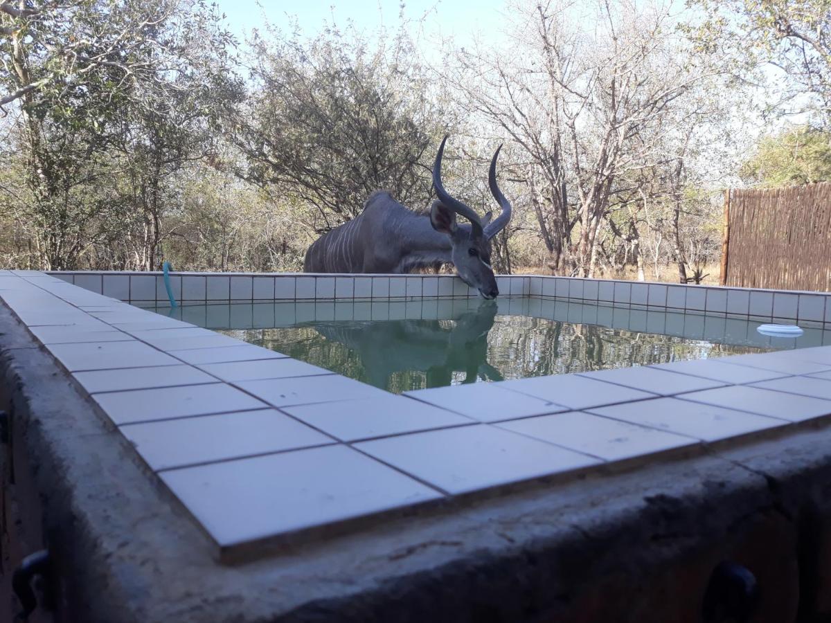 Eagle'S Crest Villa Marloth Park Ngoại thất bức ảnh